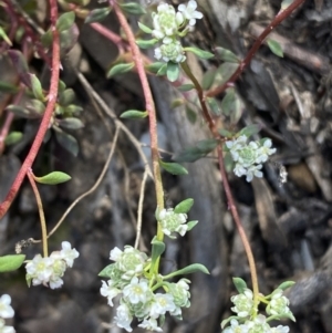 Poranthera microphylla at Jerrabomberra, NSW - 10 Oct 2021