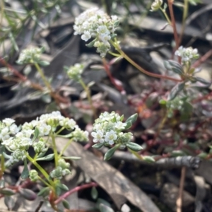 Poranthera microphylla at Jerrabomberra, NSW - 10 Oct 2021