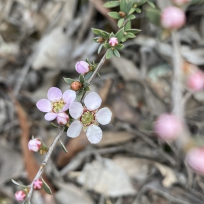 Gaudium multicaule (Teatree) at Mount Jerrabomberra - 9 Oct 2021 by Steve_Bok