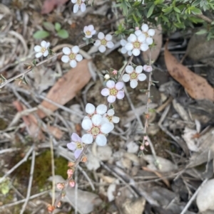 Gaudium multicaule at Jerrabomberra, NSW - 10 Oct 2021