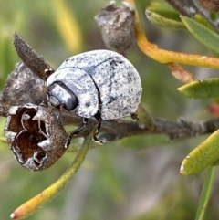 Trachymela sp. (genus) (Brown button beetle) at Jerrabomberra, NSW - 10 Oct 2021 by SteveBorkowskis