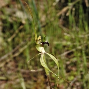 Caladenia parva at Tennent, ACT - 9 Oct 2021