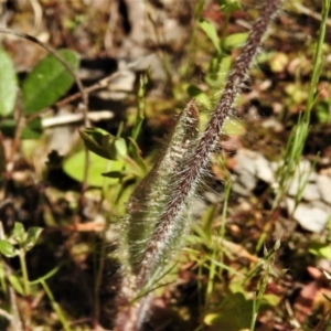 Caladenia parva at Tennent, ACT - suppressed