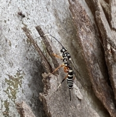 Xanthocryptus novozealandicus (Lemon tree borer parasite wasp) at Mount Jerrabomberra QP - 10 Oct 2021 by Steve_Bok