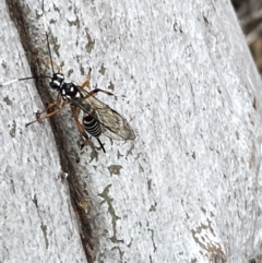 Xanthocryptus novozealandicus at Jerrabomberra, NSW - 10 Oct 2021