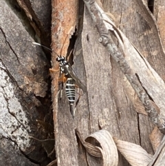 Xanthocryptus novozealandicus at Jerrabomberra, NSW - 10 Oct 2021