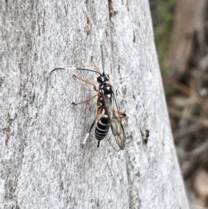 Xanthocryptus novozealandicus at Jerrabomberra, NSW - 10 Oct 2021