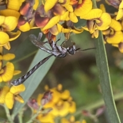 Pseudofoenus sp. (genus) (Unidentified bee-parasite wasp, burrowing bee parasite wasp) at Jerrabomberra, NSW - 10 Oct 2021 by Steve_Bok