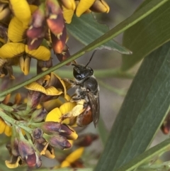 Leioproctus (Leioproctus) platycephalus at Mount Jerrabomberra QP - 10 Oct 2021 by Steve_Bok