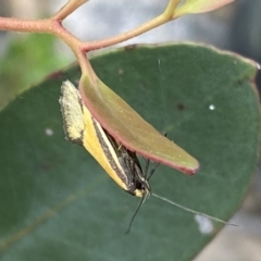 Philobota undescribed species near arabella (A concealer moth) at Mount Jerrabomberra - 10 Oct 2021 by SteveBorkowskis