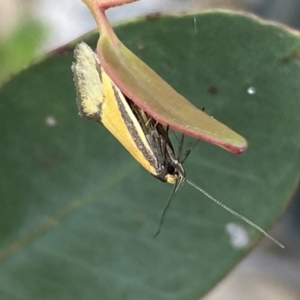 Philobota undescribed species near arabella at Jerrabomberra, NSW - 10 Oct 2021