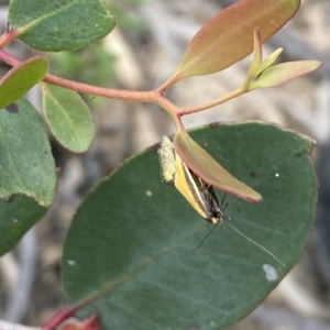 Philobota undescribed species near arabella at Jerrabomberra, NSW - 10 Oct 2021