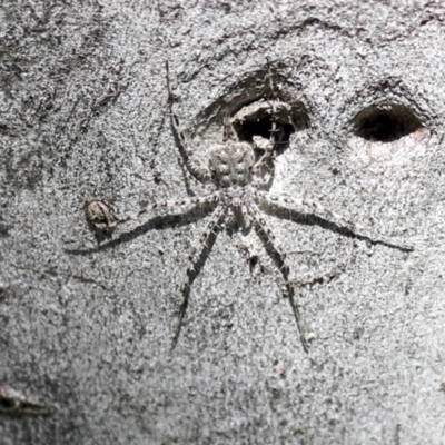 Tamopsis sp. (genus) (Two-tailed spider) at Higgins, ACT - 4 Oct 2021 by AlisonMilton