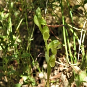 Hymenochilus sp. at Tennent, ACT - 9 Oct 2021