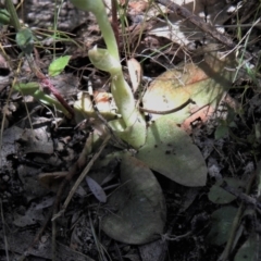 Hymenochilus sp. at Tennent, ACT - suppressed