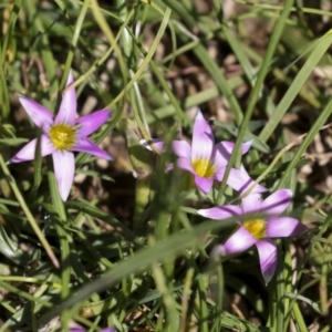 Romulea rosea var. australis at Hawker, ACT - 4 Oct 2021