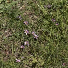 Romulea rosea var. australis at Hawker, ACT - 4 Oct 2021