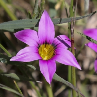 Romulea rosea var. australis (Onion Grass) at The Pinnacle - 4 Oct 2021 by AlisonMilton