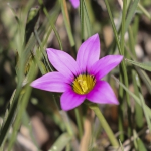 Romulea rosea var. australis at Hawker, ACT - 4 Oct 2021