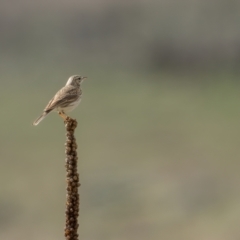 Anthus australis (Australian Pipit) at Rendezvous Creek, ACT - 2 Oct 2021 by trevsci