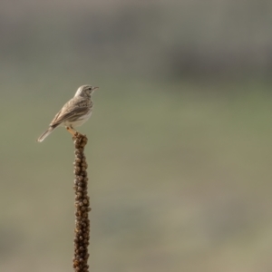 Anthus australis at Rendezvous Creek, ACT - 3 Oct 2021