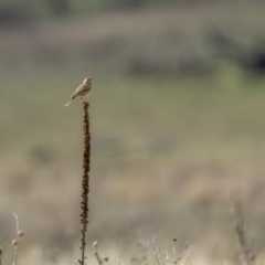 Anthus australis at Rendezvous Creek, ACT - 3 Oct 2021