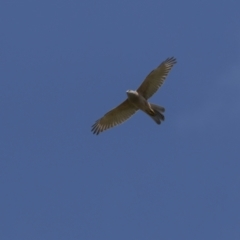 Tachyspiza cirrocephala (Collared Sparrowhawk) at Rendezvous Creek, ACT - 3 Oct 2021 by trevsci