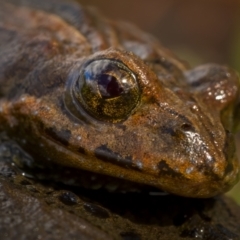 Crinia signifera (Common Eastern Froglet) at Rendezvous Creek, ACT - 2 Oct 2021 by trevsci