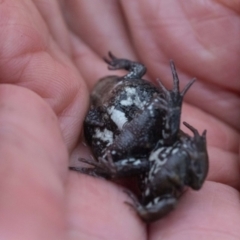 Crinia signifera at Rendezvous Creek, ACT - 3 Oct 2021