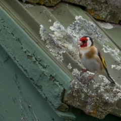 Carduelis carduelis (European Goldfinch) at Namadgi National Park - 3 Oct 2021 by trevsci