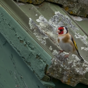 Carduelis carduelis at Rendezvous Creek, ACT - 3 Oct 2021 10:51 AM