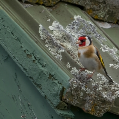 Carduelis carduelis (European Goldfinch) at Rendezvous Creek, ACT - 2 Oct 2021 by trevsci