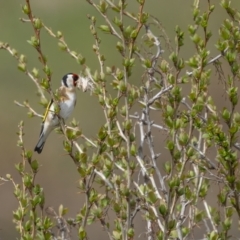 Carduelis carduelis at Rendezvous Creek, ACT - 3 Oct 2021 10:51 AM