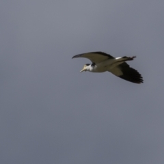 Vanellus miles (Masked Lapwing) at Rendezvous Creek, ACT - 2 Oct 2021 by trevsci