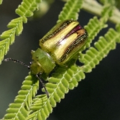 Calomela vittata (Acacia leaf beetle) at Hawker, ACT - 4 Oct 2021 by AlisonMilton