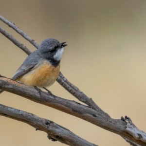 Pachycephala rufiventris at Rendezvous Creek, ACT - 3 Oct 2021