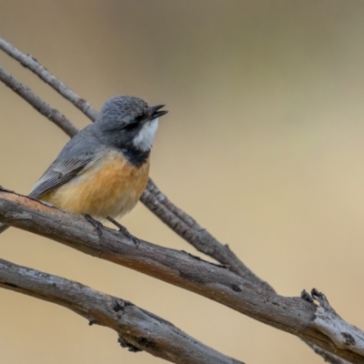 Pachycephala rufiventris (Rufous Whistler) at Rendezvous Creek, ACT - 2 Oct 2021 by trevsci