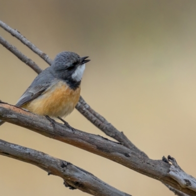 Pachycephala rufiventris (Rufous Whistler) at Rendezvous Creek, ACT - 3 Oct 2021 by trevsci