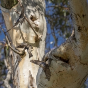 Petrochelidon nigricans at Rendezvous Creek, ACT - 3 Oct 2021