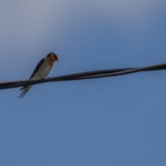 Hirundo neoxena at Rendezvous Creek, ACT - 3 Oct 2021