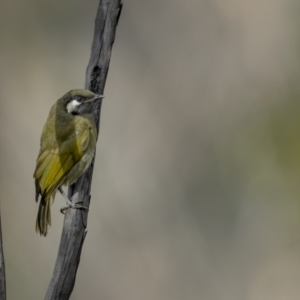 Nesoptilotis leucotis at Rendezvous Creek, ACT - 3 Oct 2021