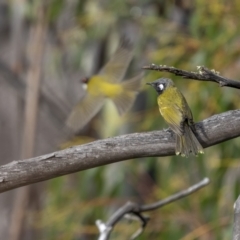 Nesoptilotis leucotis at Rendezvous Creek, ACT - 3 Oct 2021