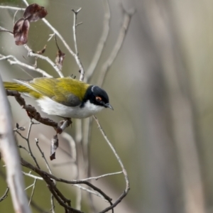 Melithreptus lunatus at Rendezvous Creek, ACT - 3 Oct 2021