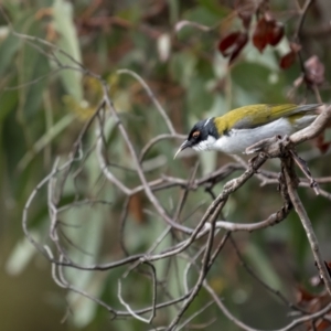 Melithreptus lunatus at Rendezvous Creek, ACT - 3 Oct 2021