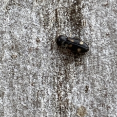 Austrocardiophorus assimilis at Jerrabomberra, NSW - 10 Oct 2021