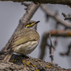 Caligavis chrysops at Rendezvous Creek, ACT - 3 Oct 2021