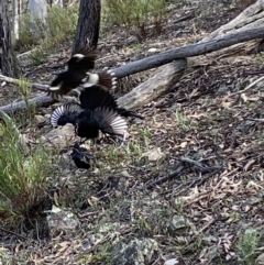Corcorax melanorhamphos (White-winged Chough) at Mount Jerrabomberra - 10 Oct 2021 by SteveBorkowskis