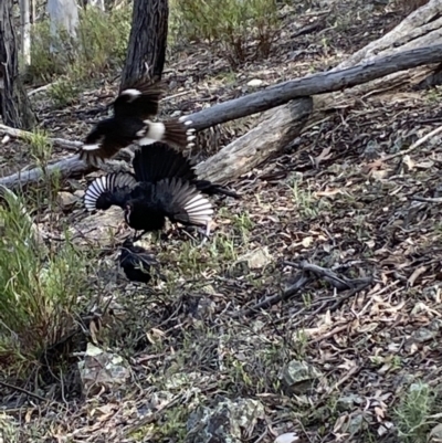 Corcorax melanorhamphos (White-winged Chough) at Mount Jerrabomberra - 10 Oct 2021 by SteveBorkowskis