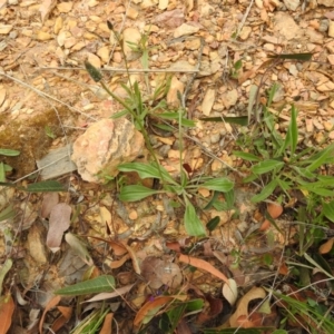 Plantago lanceolata at Carwoola, NSW - 10 Oct 2021