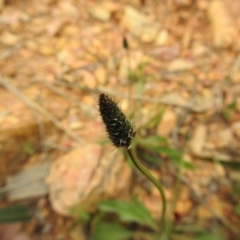 Plantago lanceolata at Carwoola, NSW - 10 Oct 2021